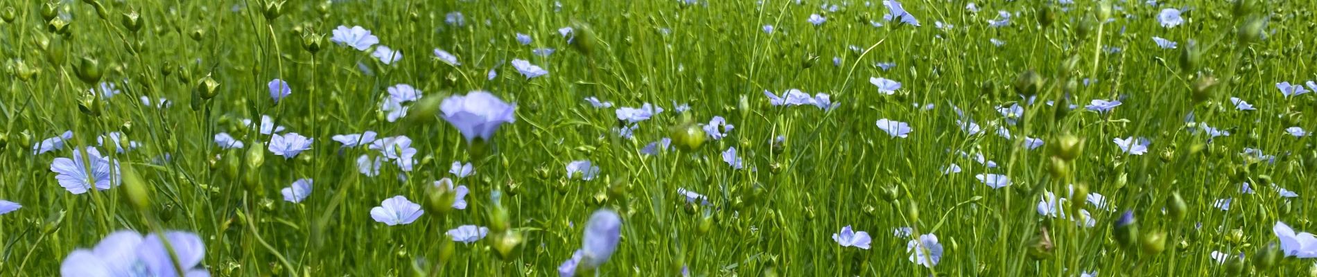 Trail Running Gerpinnes - Sentier de moins en moins accessible  - Photo