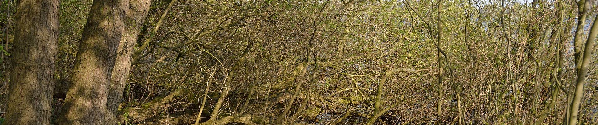 Tocht Te voet Mühbrook - Einfelder Sehpunkte - Photo