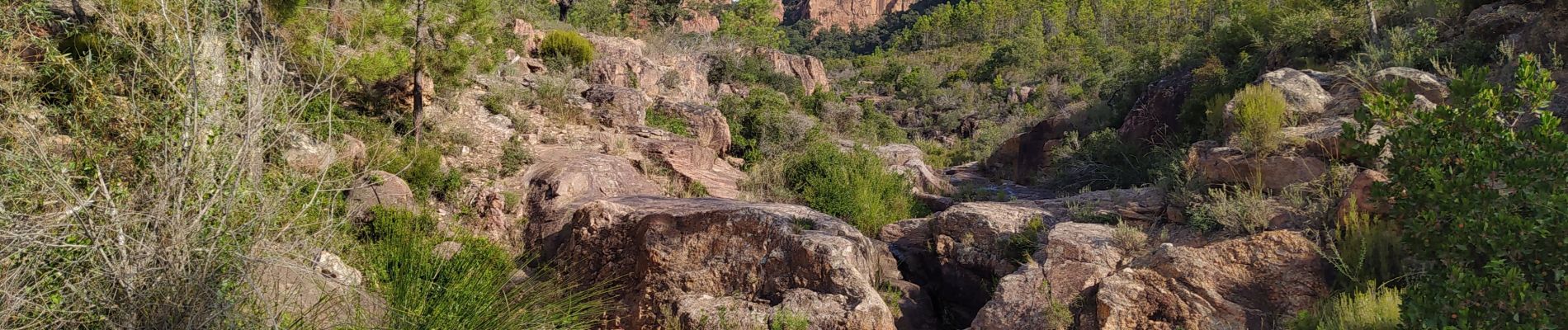 Tour Wandern Le Muy - pin pignon regue dor - Photo