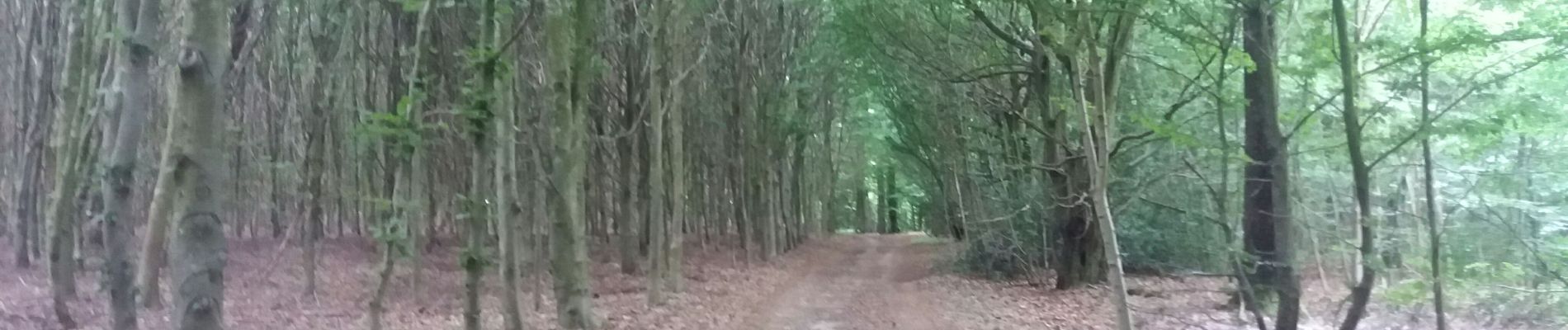 Excursión Senderismo Comblain-au-Pont - poulseur mix balade croix bleue et croix jaune - Photo