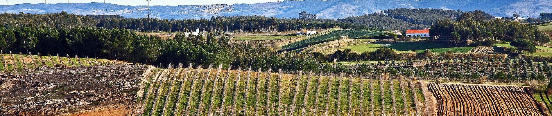 Randonnée A pied A dos Cunhados e Maceira - Pelos Caminhos da Batalha do Vimeiro - Photo