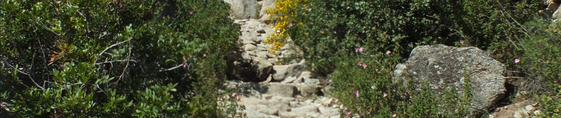 Tocht Stappen Lumio - Ruines d'Occi - Photo