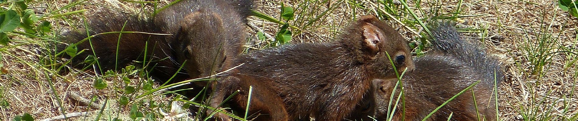 Randonnée A pied Gemeinde Prägraten am Großvenediger - AT-26 - Photo