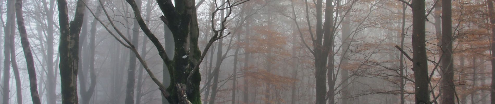 Tocht Stappen Dourgne - De Sainte Scholastique  vers les 4 sainte - Dourgne - Photo