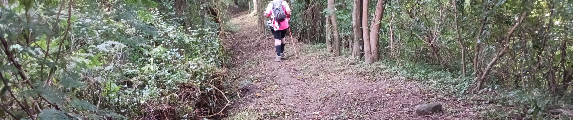 Excursión Senderismo Le Prêcheur - Sentier Martineaud  Le Prêcheur - Photo