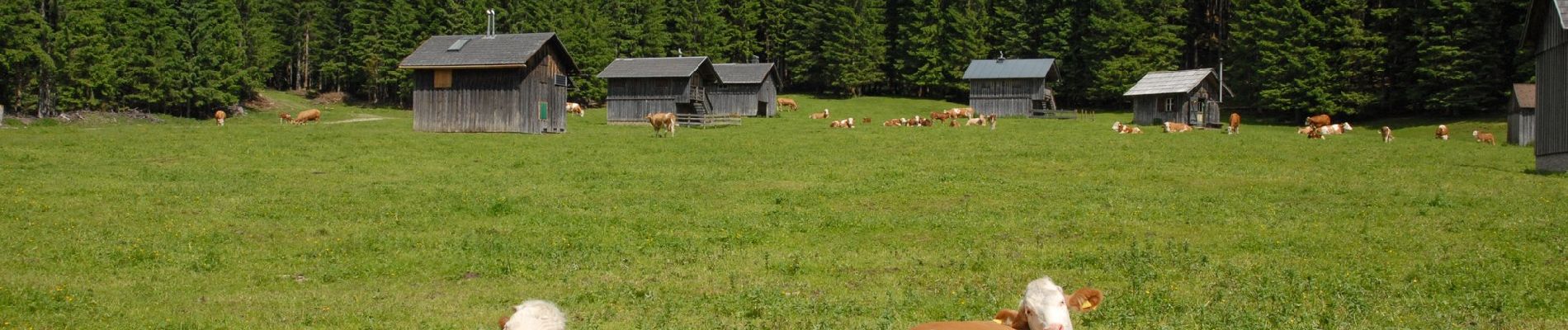 Randonnée A pied Altaussee - Wiesenweg Altaussee - Blaa Alm - Photo