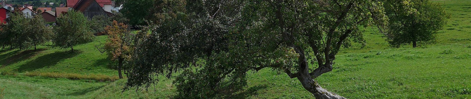 Percorso A piedi Waldstetten - Glaubensweg 5 - Photo