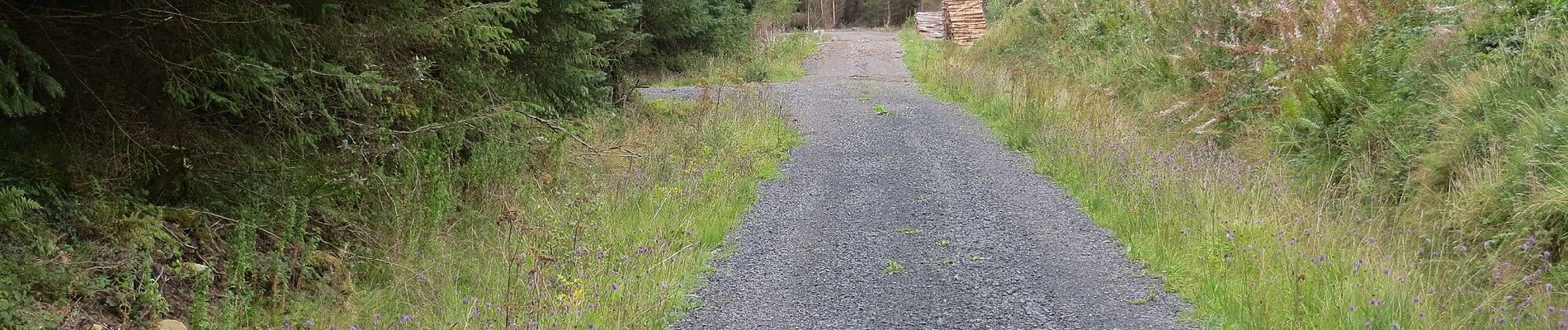 Trail On foot Roscommon Municipal District - Cloonerkaun - Photo