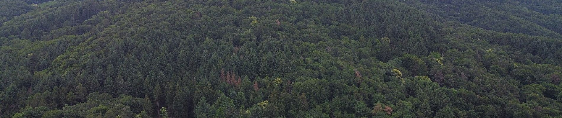 Randonnée A pied Schriesheim - Rundwanderweg Altenbach 2: Ursenbach-Weg - Photo