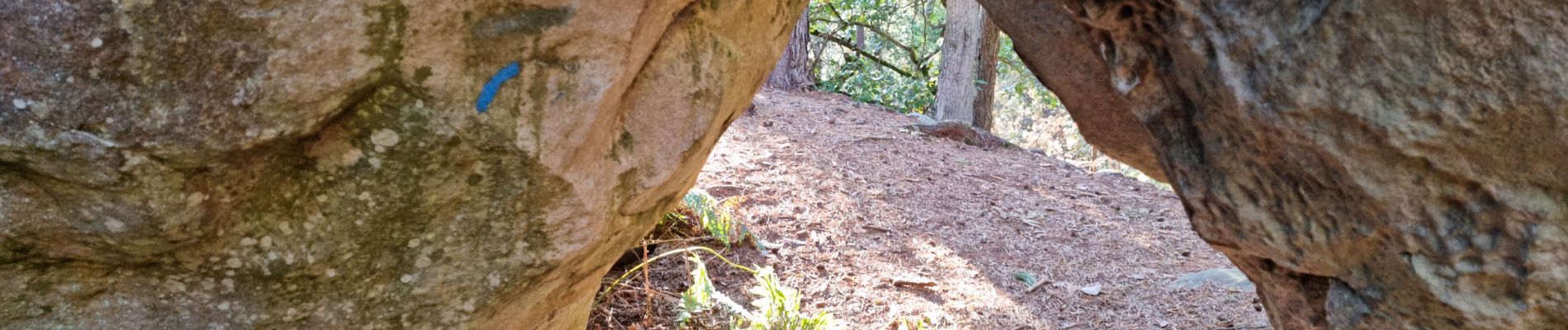 Trail Walking Fontainebleau - Sentier Denecourt 1 - Photo