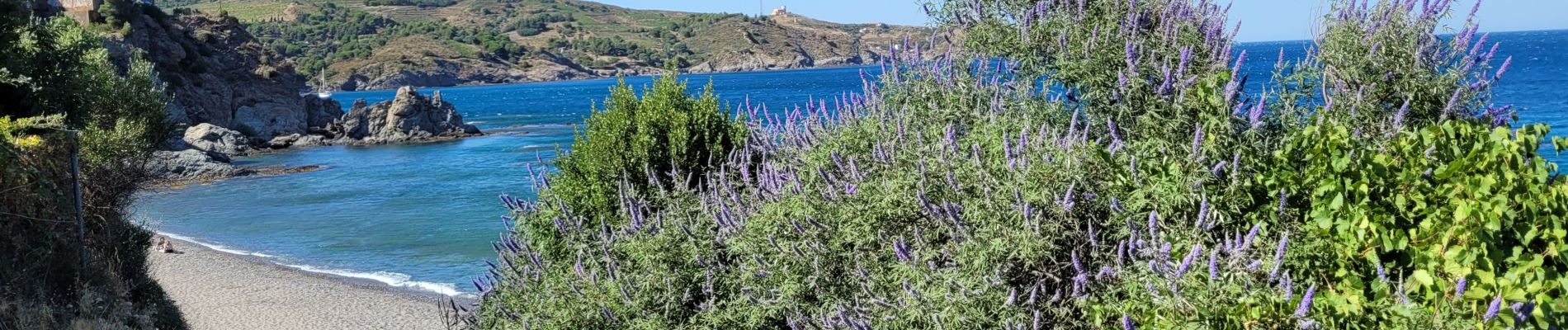 Tocht Stappen Banyuls-sur-Mer - banyuls-Paulilles - Photo