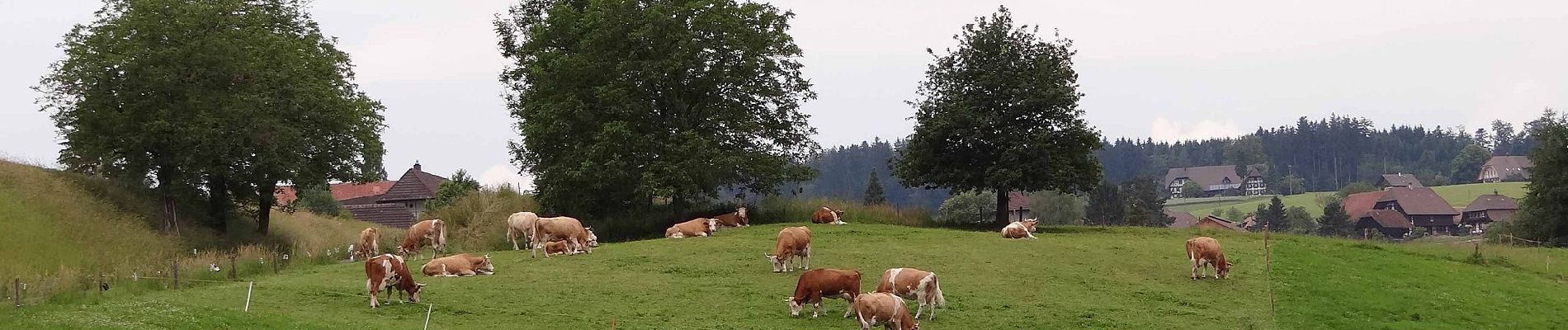 Tour Zu Fuß Wohlen bei Bern - Illiswil - Weiermatt - Photo