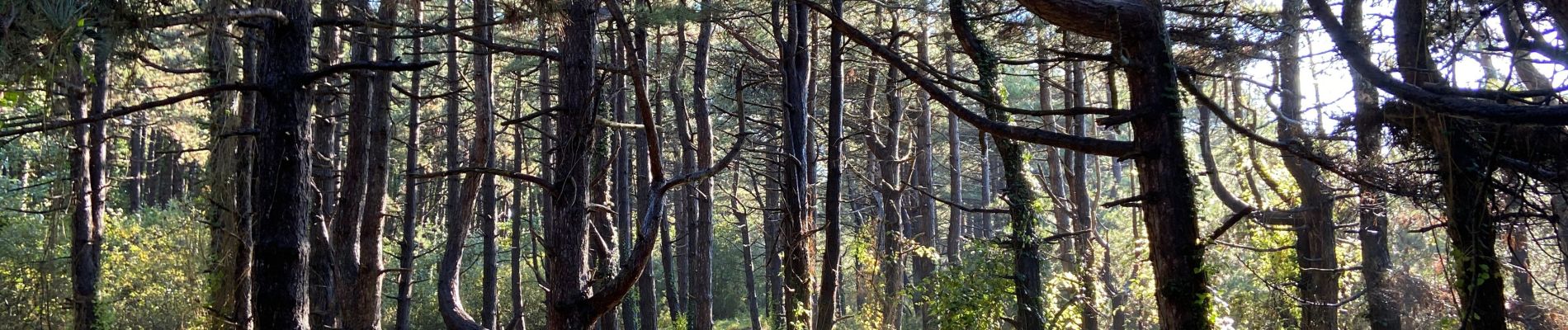 Tour Wandern Le Crotoy - Vers Le Crotoy - Photo