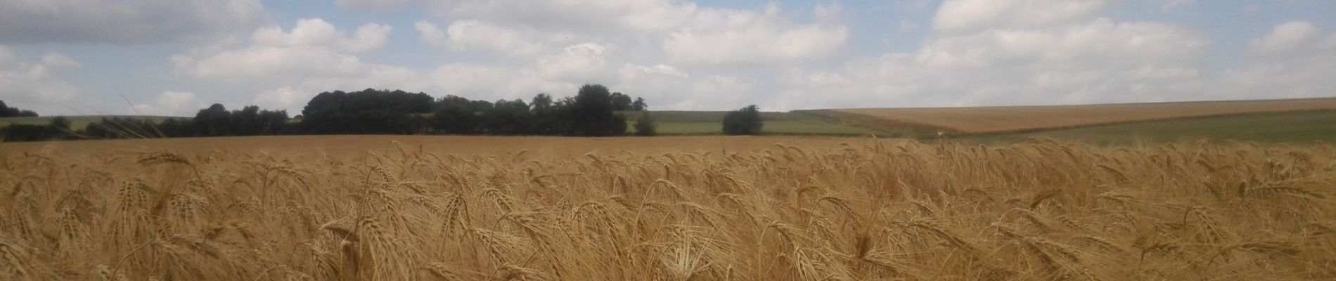 Randonnée Marche Gesves - 20190701 Strud - Photo