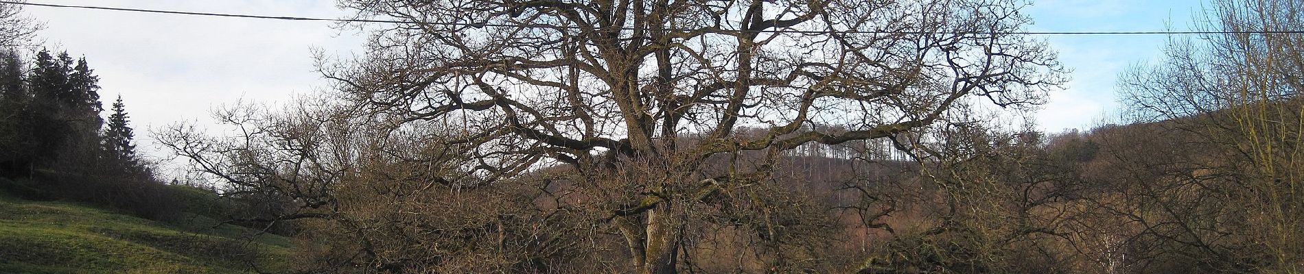 Percorso A piedi Balve - Balve Rundweg A2 - Photo