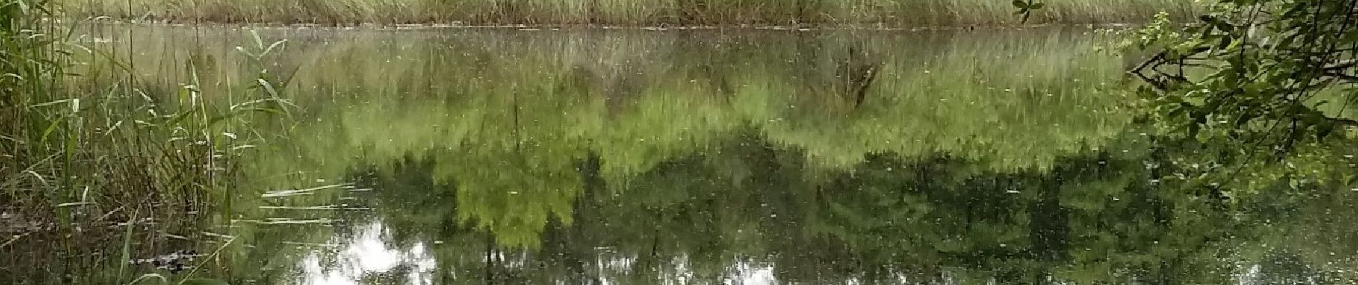 Randonnée A pied Zutendaal - Roelen Groene rechthoek - Photo