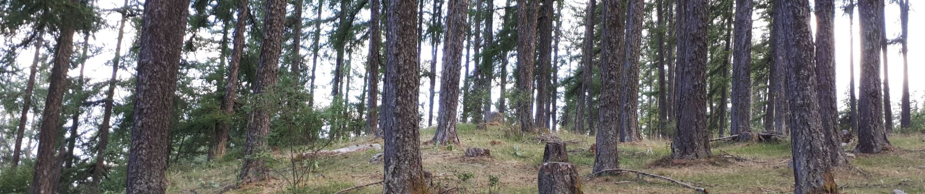 Excursión Senderismo Embrun - Forêt du mont Guillaume (petite boucle) - Photo