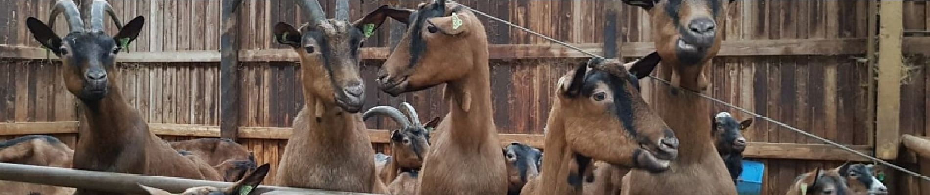 Punto di interesse Durbuy - Chèvrerie d'Ozo - Bon Plan à visiter près du parcours - Photo