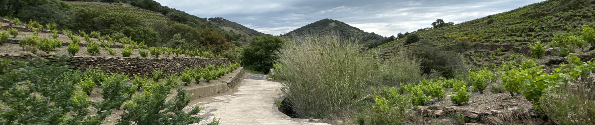 Tour  Collioure - Vignes et montagne Collioure  - Photo