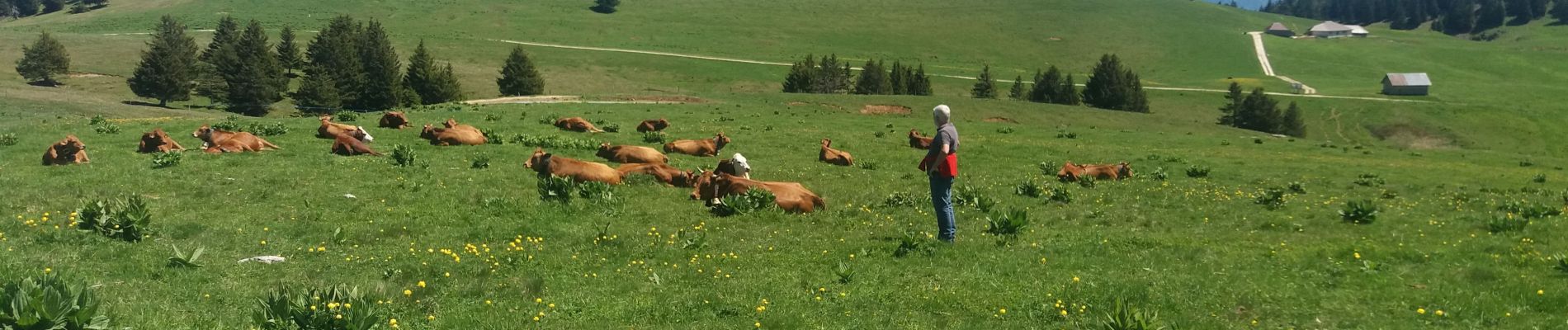 Randonnée Marche Viuz-la-Chiésaz - SEMNOZ: BALADE EN ALPAGE - Photo