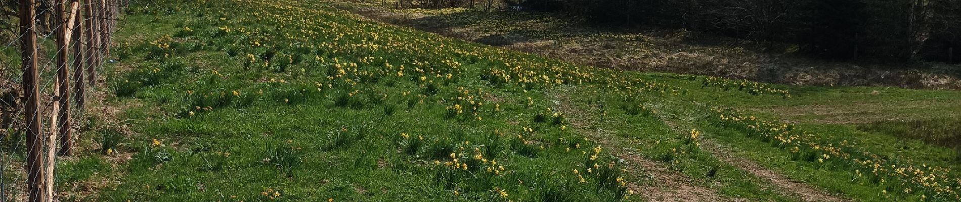 Excursión Senderismo Büllingen - murringen jonquilles - Photo