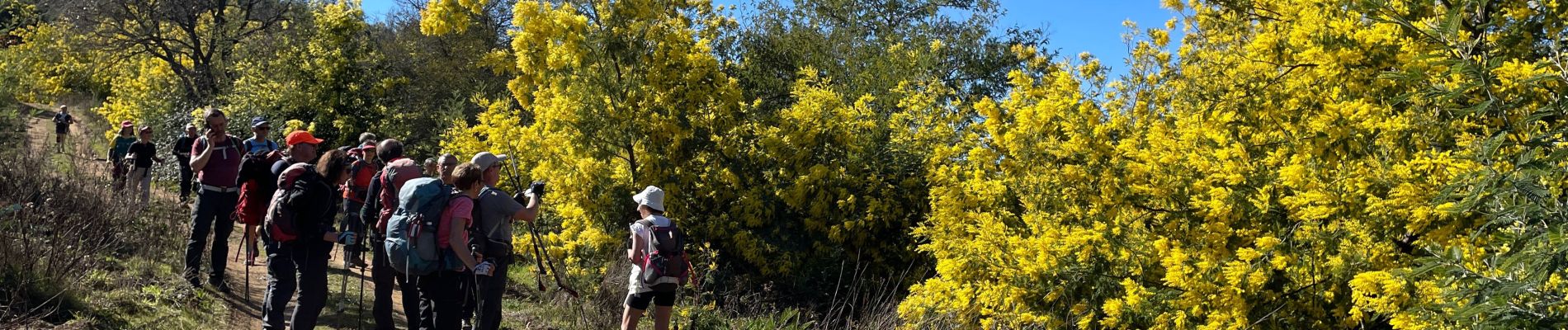 Trail Walking Tanneron - Tanneron - Photo