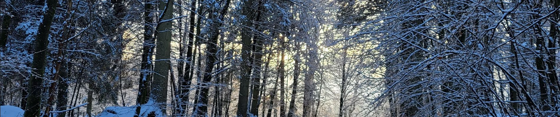 Percorso Marcia Tenneville - Laneuville aux bois 180124 - Photo