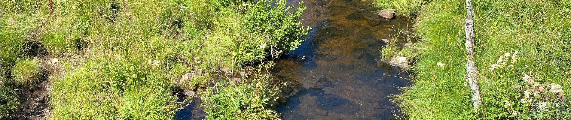 Tocht Stappen Nasbinals - Nasbinals Montorzier Aubrac GR65 - Photo