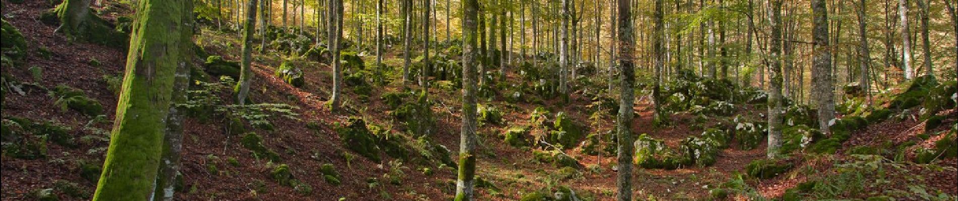 Tour Zu Fuß Fregona - Sentiero Naturalistico H - Photo