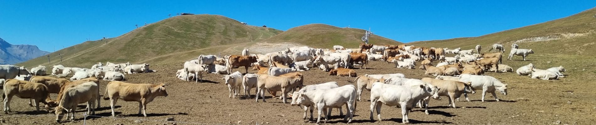 Tocht Stappen Huez - tour du signal - Photo