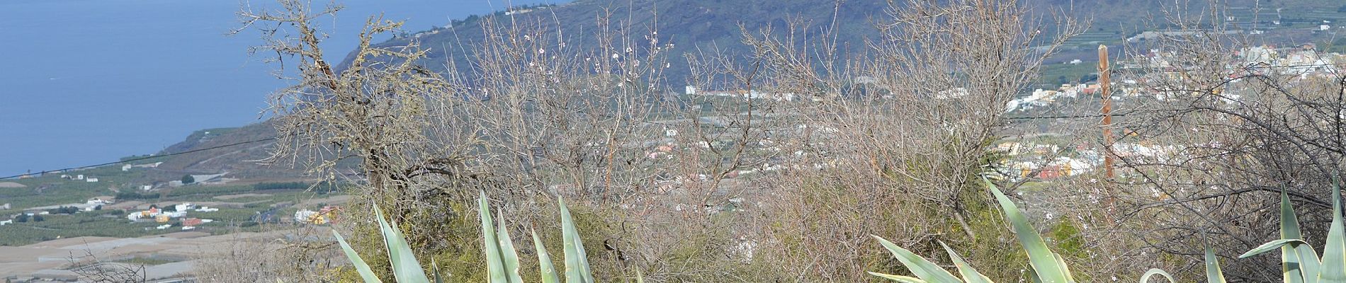 Tocht Te voet El Paso - SL LP 100 Tacande - Pista de Piedras Blancas - Photo