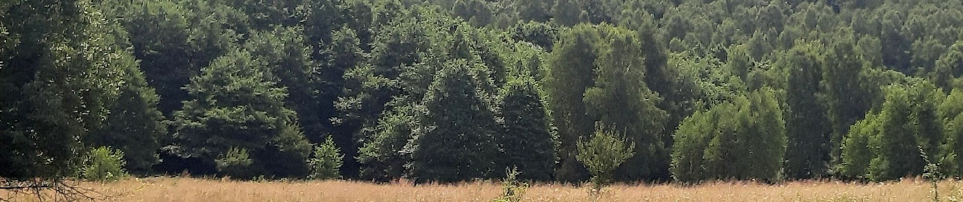 Tour Zu Fuß Bezirk Preschau - Zlatobanský náučný chodník - Photo