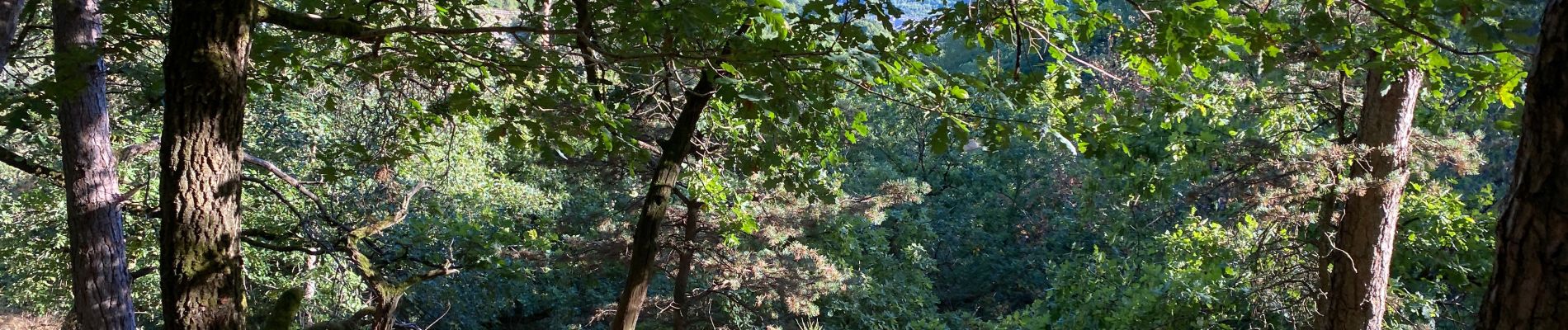 Tour Wandern Les Hautes-Rivières - Hautes Rivières Roches aux Corpias 24,8 - Photo