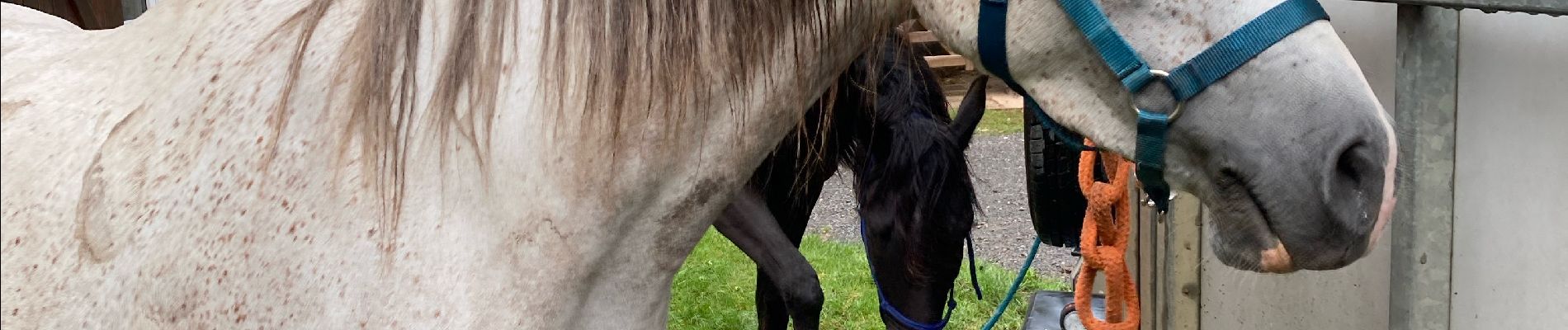 Randonnée Randonnée équestre Moyenmoutier - Chez Manu 1ere sortie des jeunes  - Photo