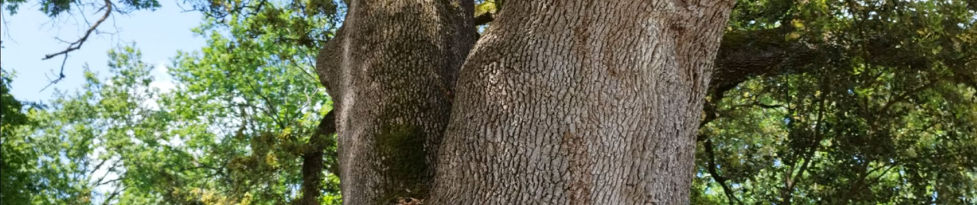 Randonnée Marche Magnac-sur-Touvre - La balade d'Antornac - Photo