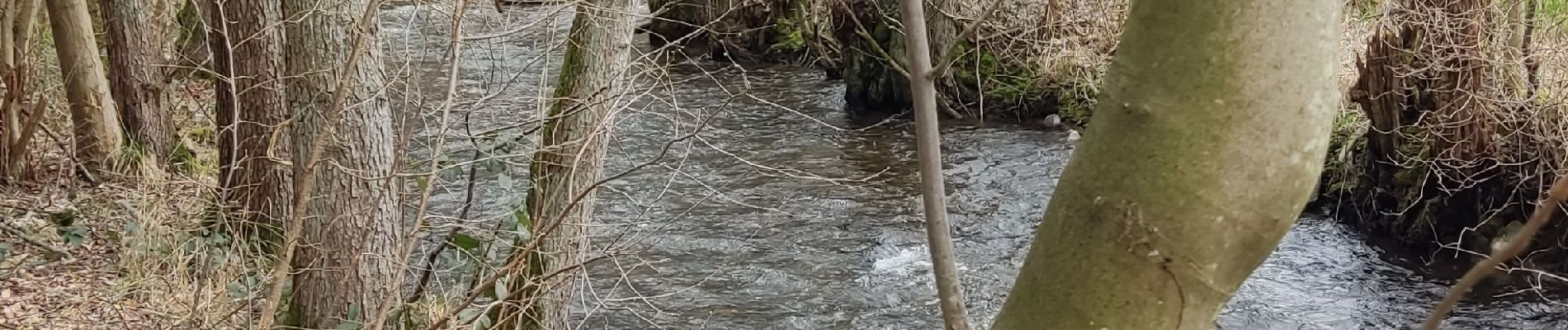 Tour Wandern Érezée - Erezée belle balade  - Photo