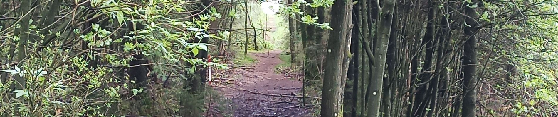 Tour Wandern Bütgenbach - Butgenbach lac et environs - Photo