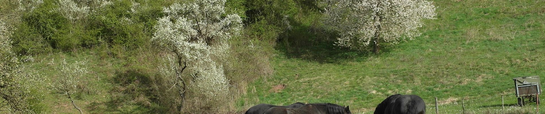 Tour Zu Fuß Bärenbach - Vitaltour: Bärenroute - Photo