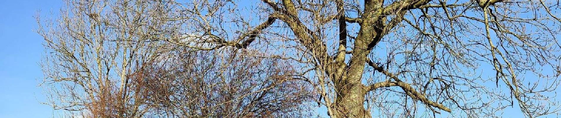 Randonnée Marche Olne - En passant par Olne  - Photo