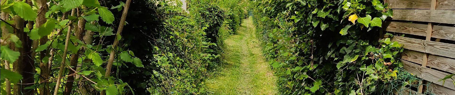 Trail Walking Noisy-sur-Oise - forêt de carnelle - Photo