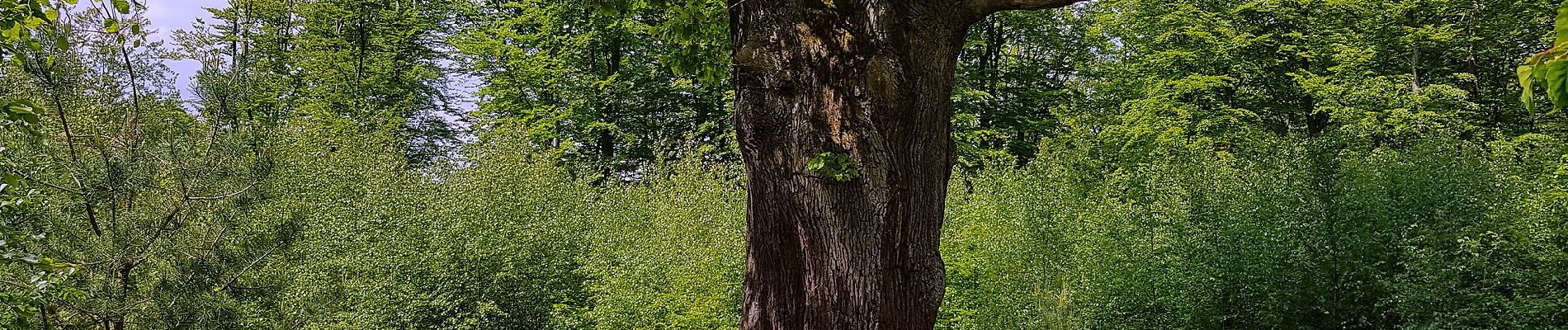 Randonnée A pied Menden - [A6] im Stadtwald Neheim - Photo