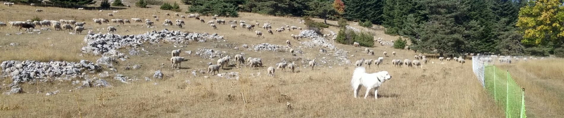 Excursión Senderismo La Beaume - banne col de cabre - Photo