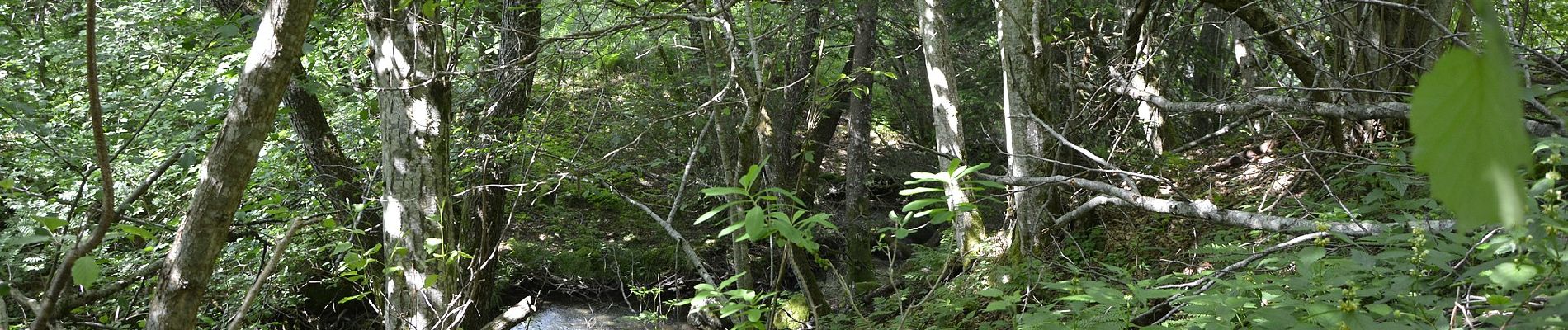 Percorso A piedi Castel Ivano - Sentiero Sorgente Acqua schiava - Photo