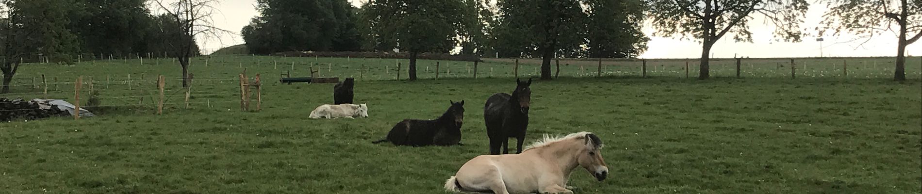 Randonnée Marche Fougerolles-Saint-Valbert - Balade poney 6kms - Photo