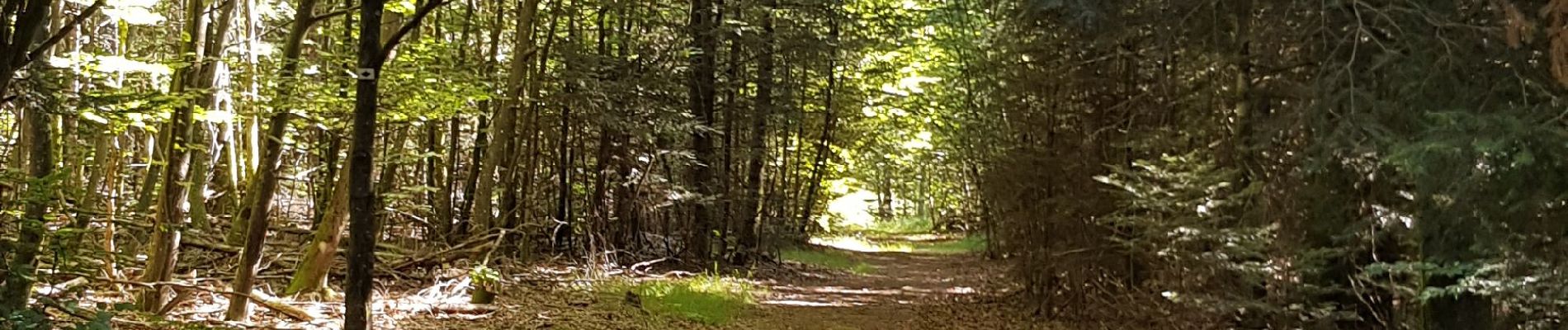 Excursión Bici de montaña Saint-Clément - sortie vtt du 12072020 forêt de Gramont  - Photo