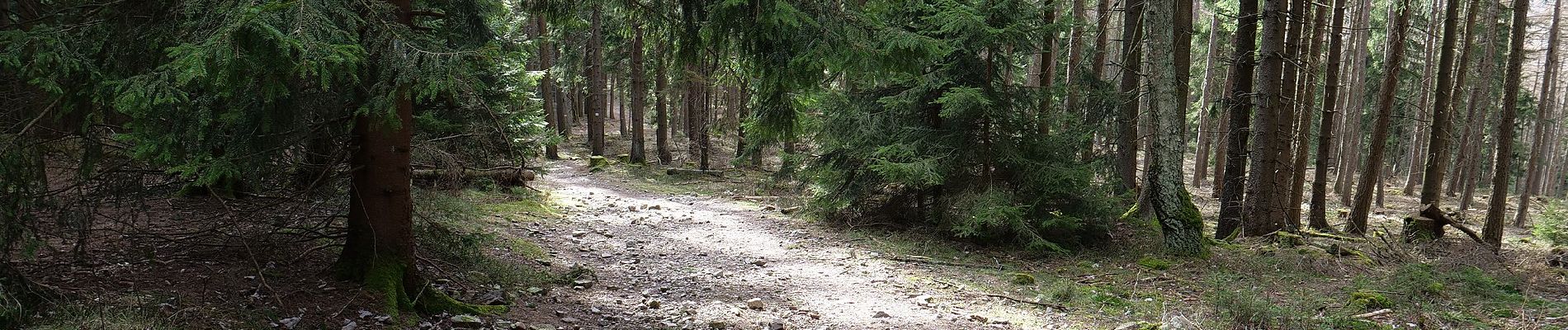 Trail On foot Schmitten - Sandplacken: Hirschkäfer - Photo