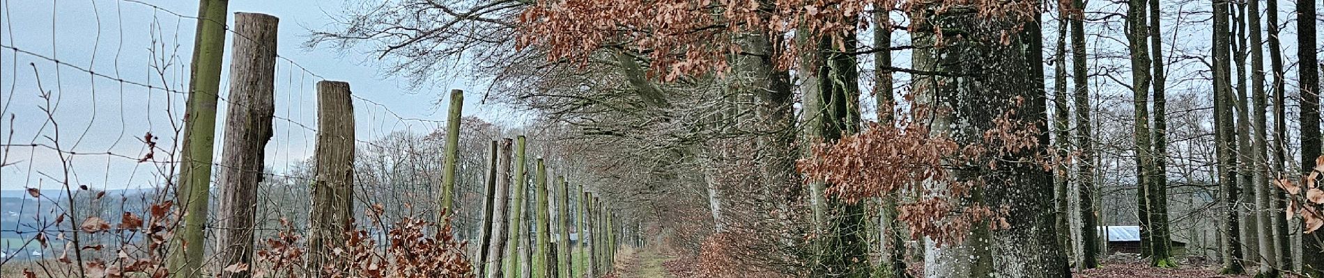 Excursión Senderismo Saint-Hubert - A la découverte de Saint-Hubert 🥾 - Photo