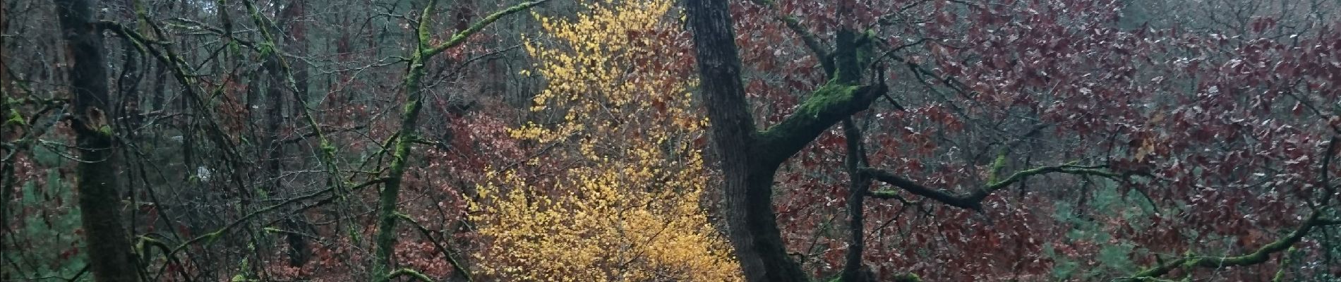 Trail Walking Fontainebleau - la faisanderie 23 décembre 2022  - Photo