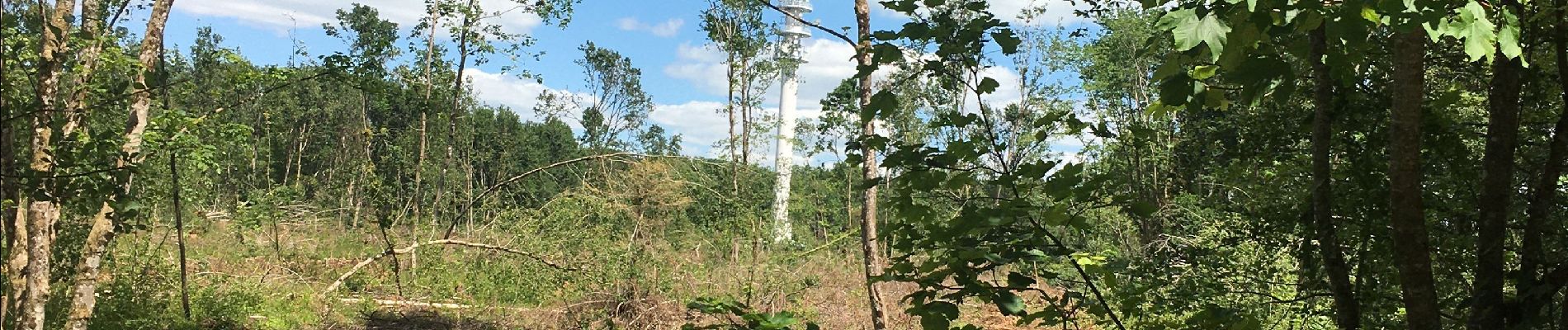 Excursión Senderismo Prény - Forêt de Preny dévastée quelle dommage - Photo