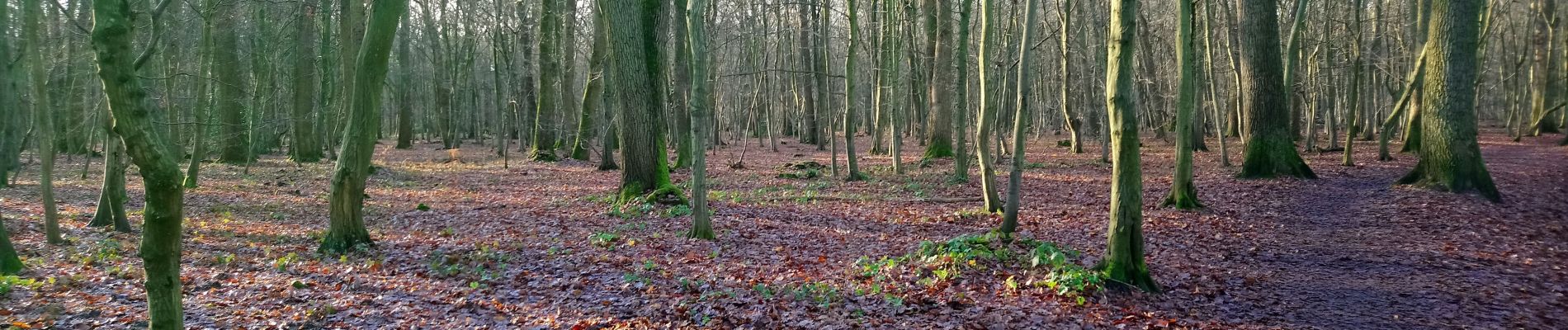 Tour Wandern Le Mesnil-le-Roi - Mesnil-parc château St Germain  - Photo